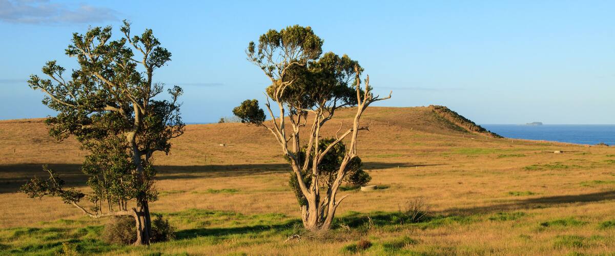 A grassy field with two prominent trees and a distant view of the ocean.