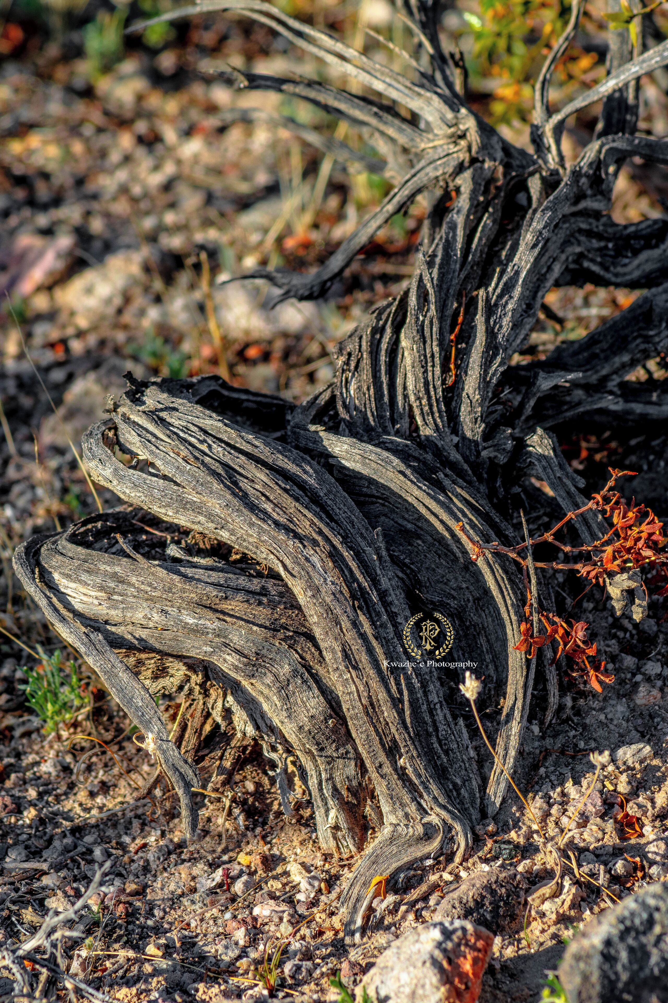 2020 of Feb 23 - Tecopa, California