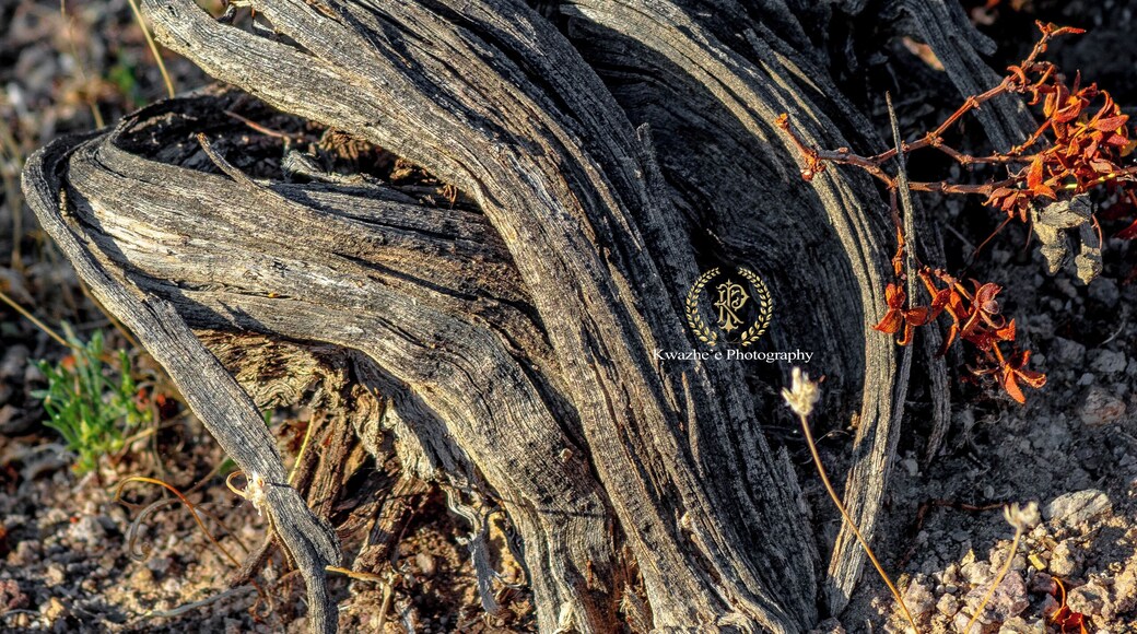 2020 of Feb 23 - Tecopa, California