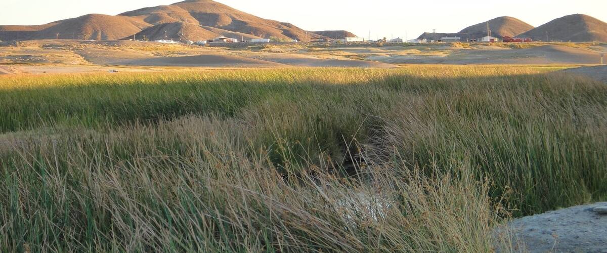 More landscape of Tecopa