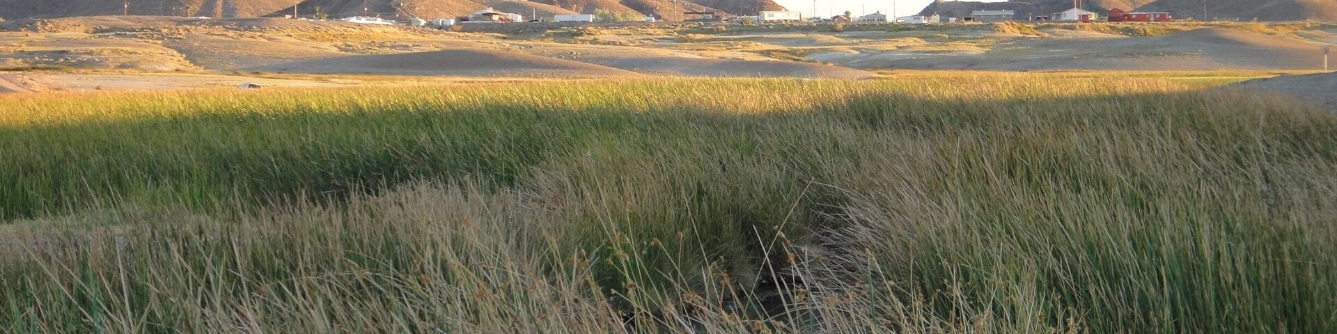 More landscape of Tecopa
