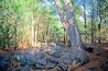 Une forêt avec un grand arbre abattu, un sol rocheux et des pins.