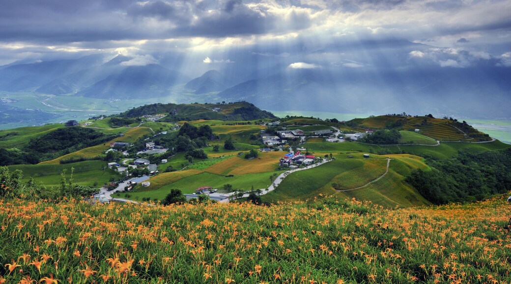 Sunlight shadow upon the Lily flower farm in Hualien County Taiwan