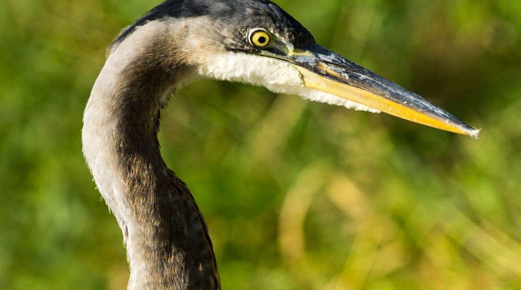 Blue Heron Nature Center