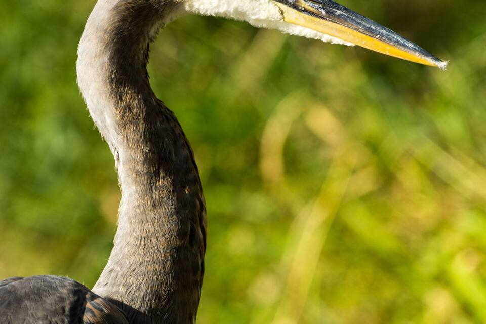 A close-up of a bird with a long neck and yellow eyes.