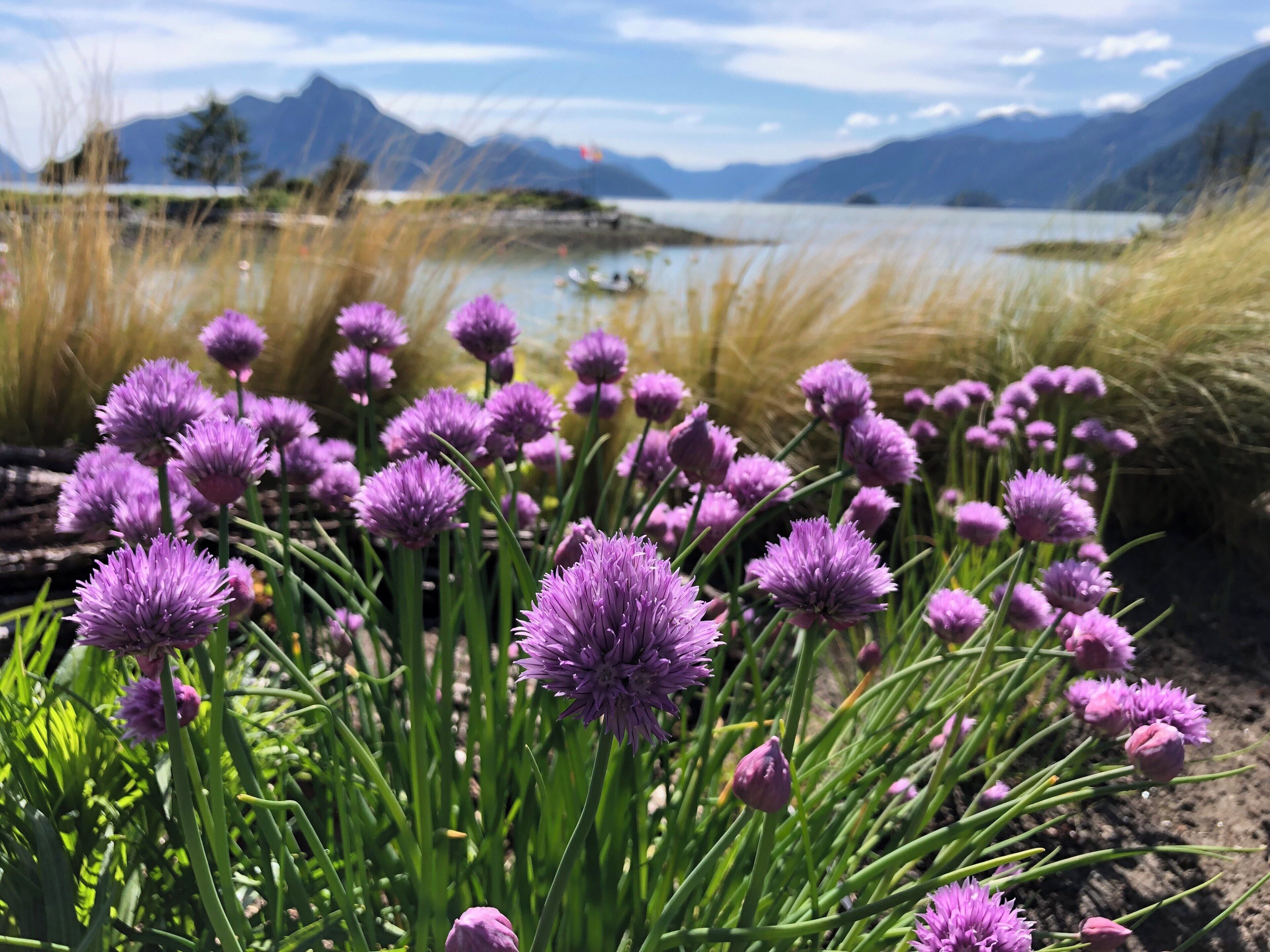 Purple flowers, a lake, and mountains in the background.