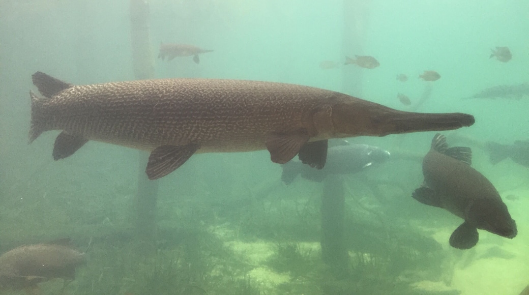 Texas Freshwater Fisheries Center has tanks for viewing the kind of fish that live in streams, ponds, lakes, and reservoirs. The reservoir display has spectacular alligator gars!