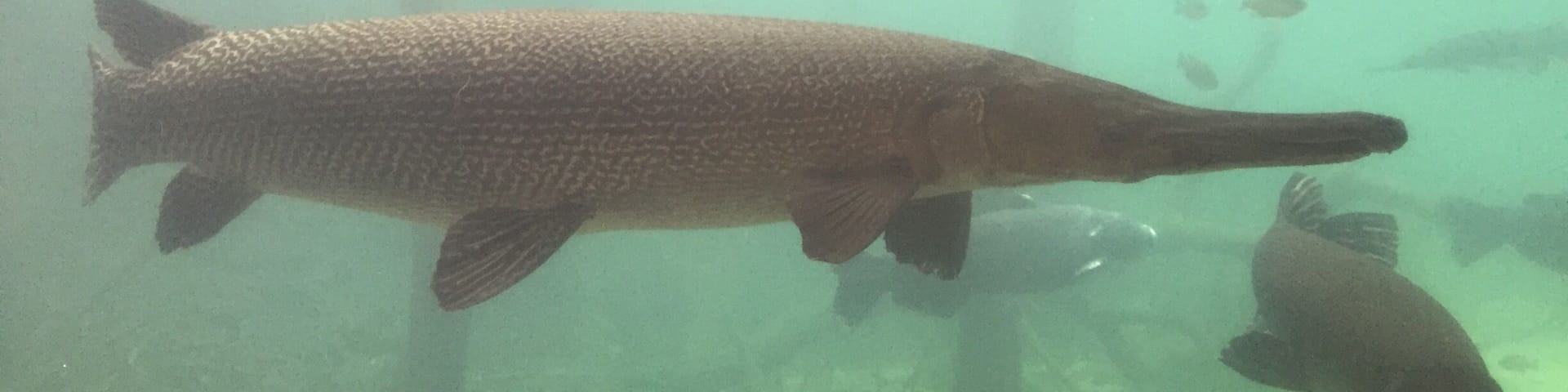 Texas Freshwater Fisheries Center has tanks for viewing the kind of fish that live in streams, ponds, lakes, and reservoirs. The reservoir display has spectacular alligator gars!