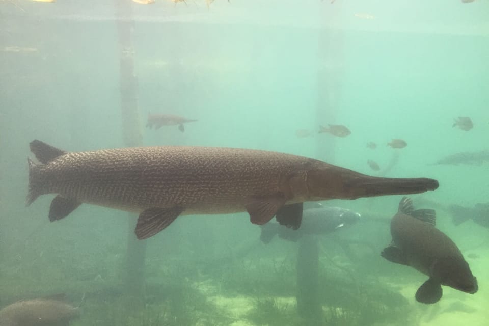 Un pez grande nada bajo el agua con otros peces más pequeños en un cuerpo de agua verde y transparente.
