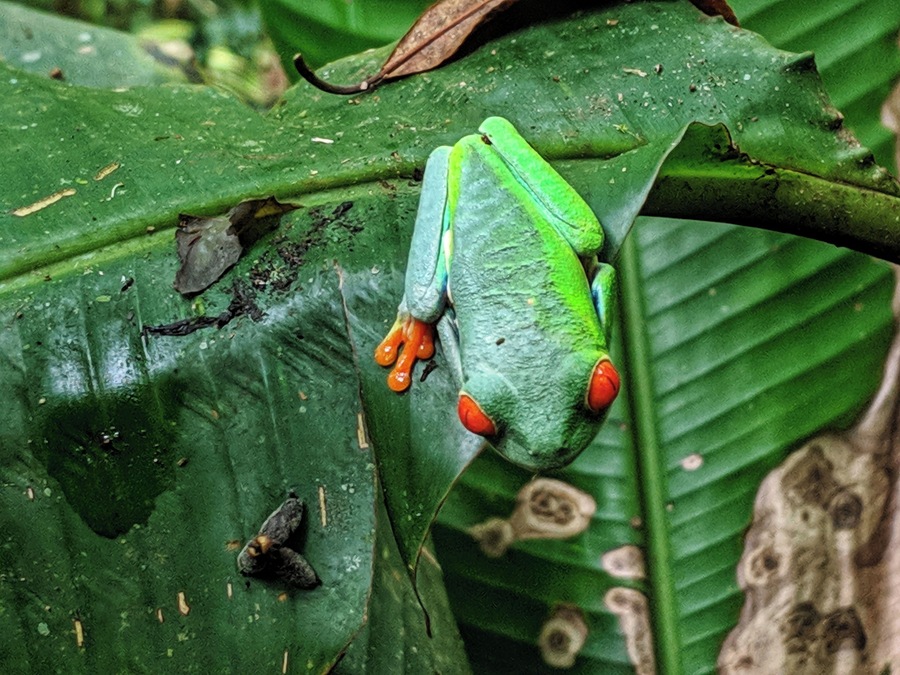 Red-eyed tree frog... near Tenorio Volcano National Park in Costa Rica... #LifeAtExpedia