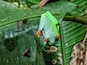 Red-eyed tree frog... near Tenorio Volcano National Park in Costa Rica... #LifeAtExpedia