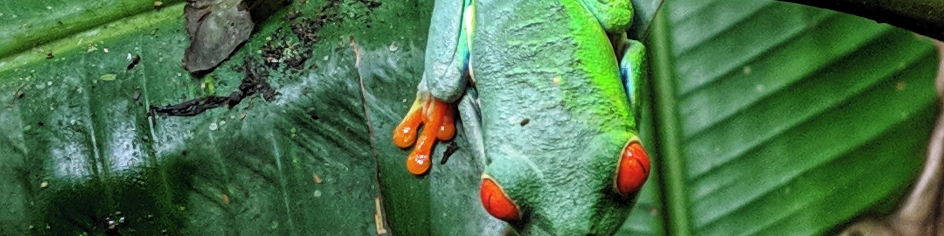 Red-eyed tree frog... near Tenorio Volcano National Park in Costa Rica... #LifeAtExpedia