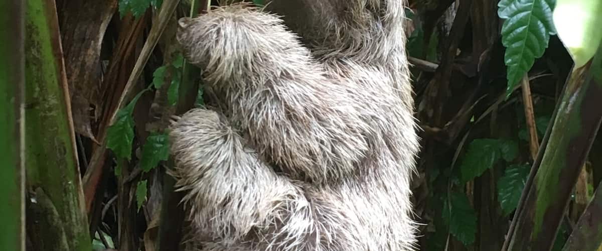 Did a hike through the rain forest and was fortunate to see a sloth this close to the ground. #hiking