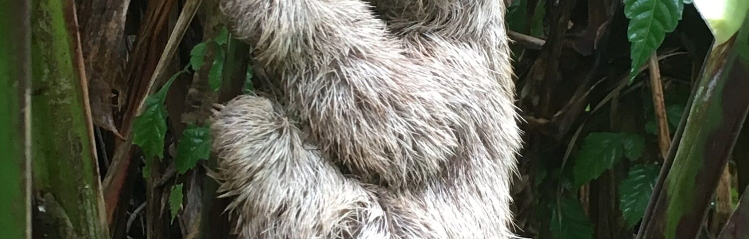 Did a hike through the rain forest and was fortunate to see a sloth this close to the ground. #hiking