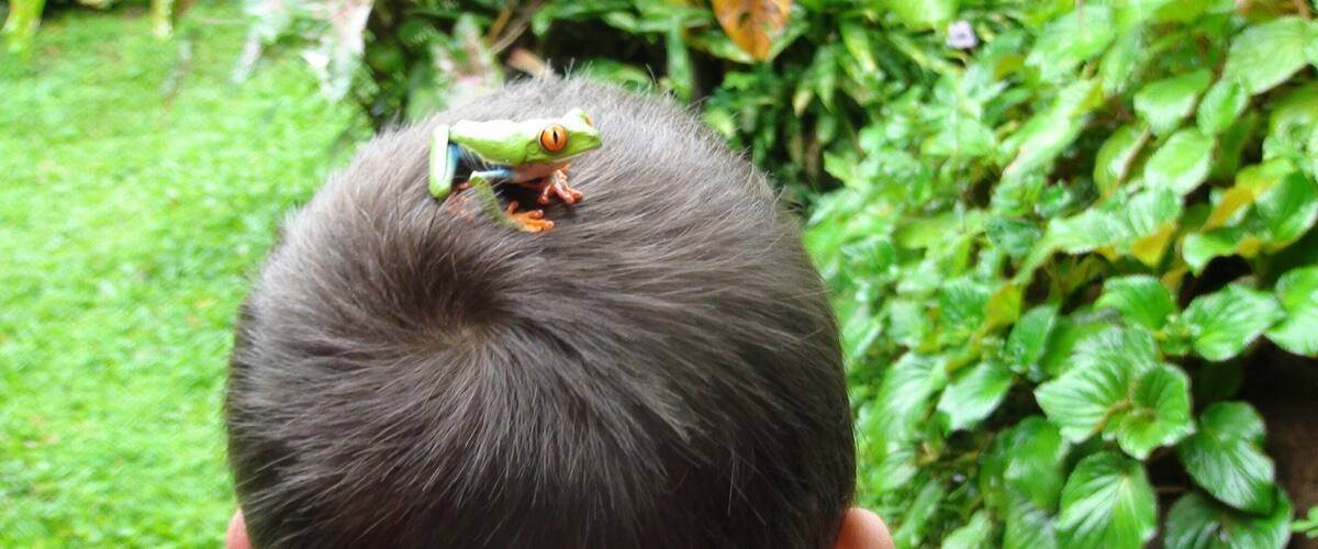 A child with a toy frog on their head, surrounded by greenery.