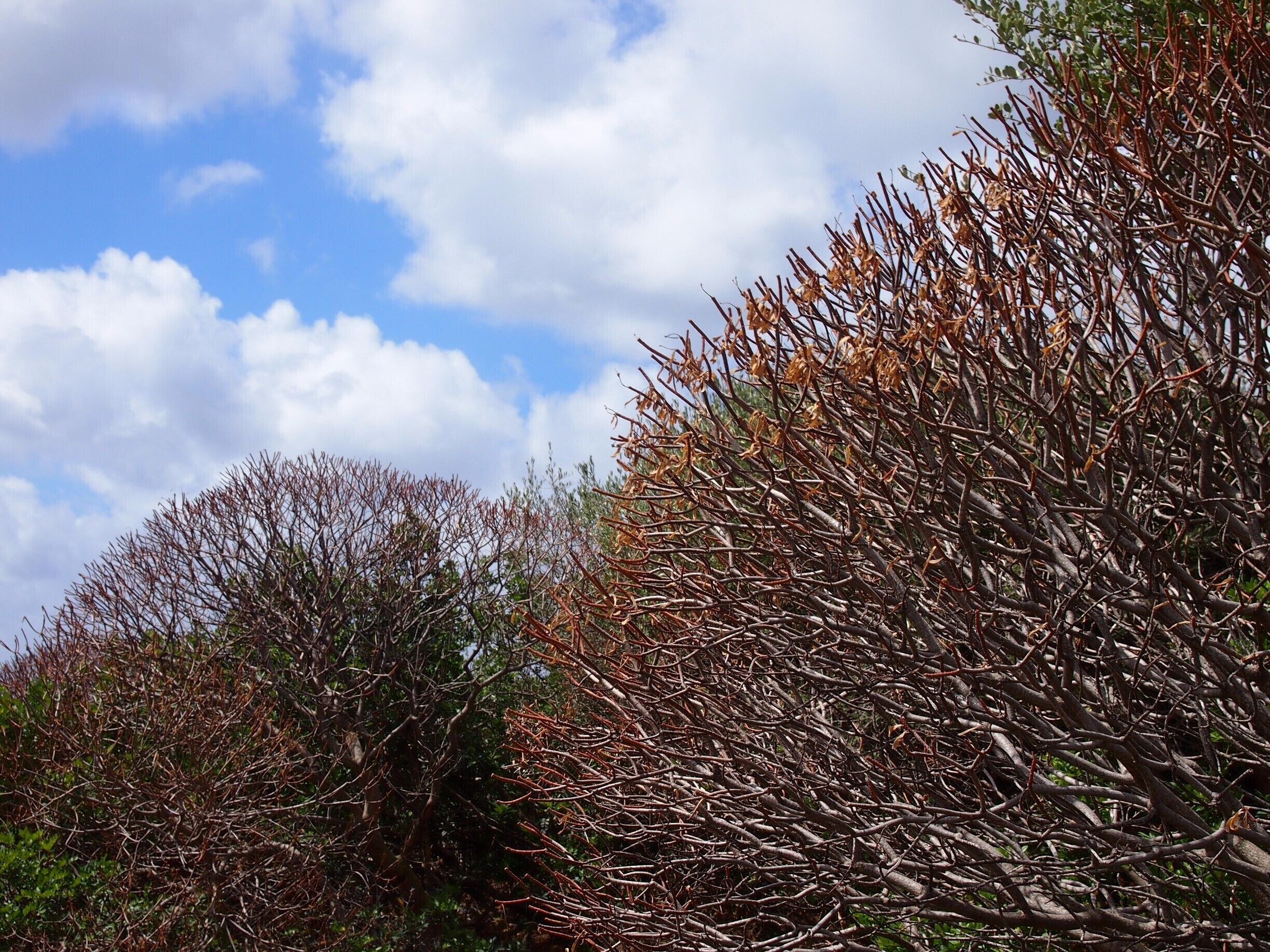 Asinara, literally 'the island of donkeys', was once a prison-island and now it has been converted into one of the most amazing national parks in Italy! Not to mention that there's a turtles rehab centre, and boars everywhere! And trees and bushes that look like corals!