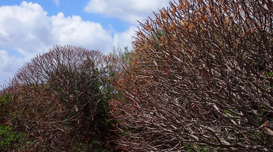 Asinara, literally 'the island of donkeys', was once a prison-island and now it has been converted into one of the most amazing national parks in Italy! Not to mention that there's a turtles rehab centre, and boars everywhere! And trees and bushes that look like corals!