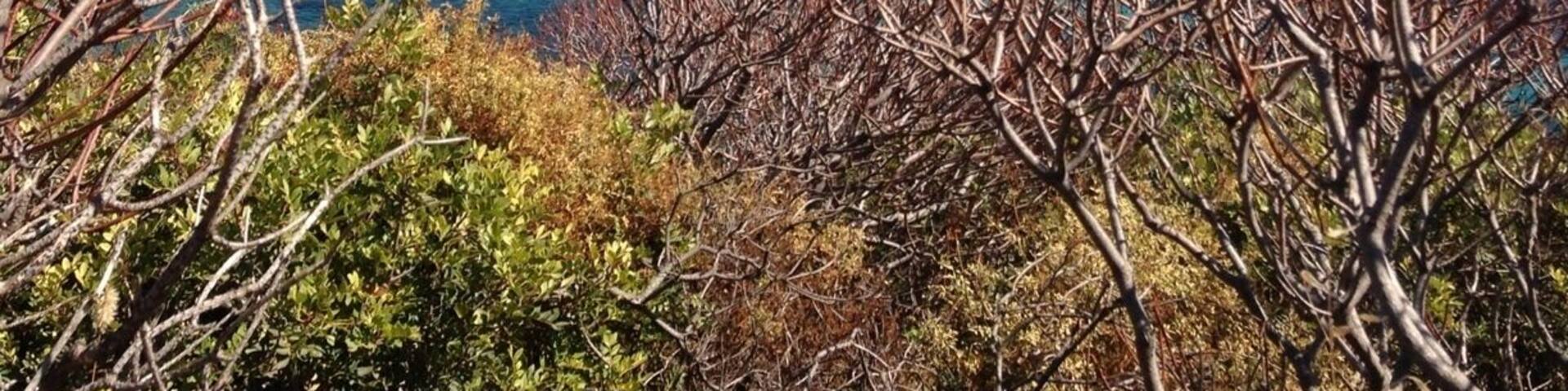 a national park on an island at the north east coast of Sardegna, Italy. great area to explore in long hikes through rough terrain, meet wild bores, white donkeys, goats, and find beautiful hidden beaches like this one with crystal clear turquoise water full of fish and coral.