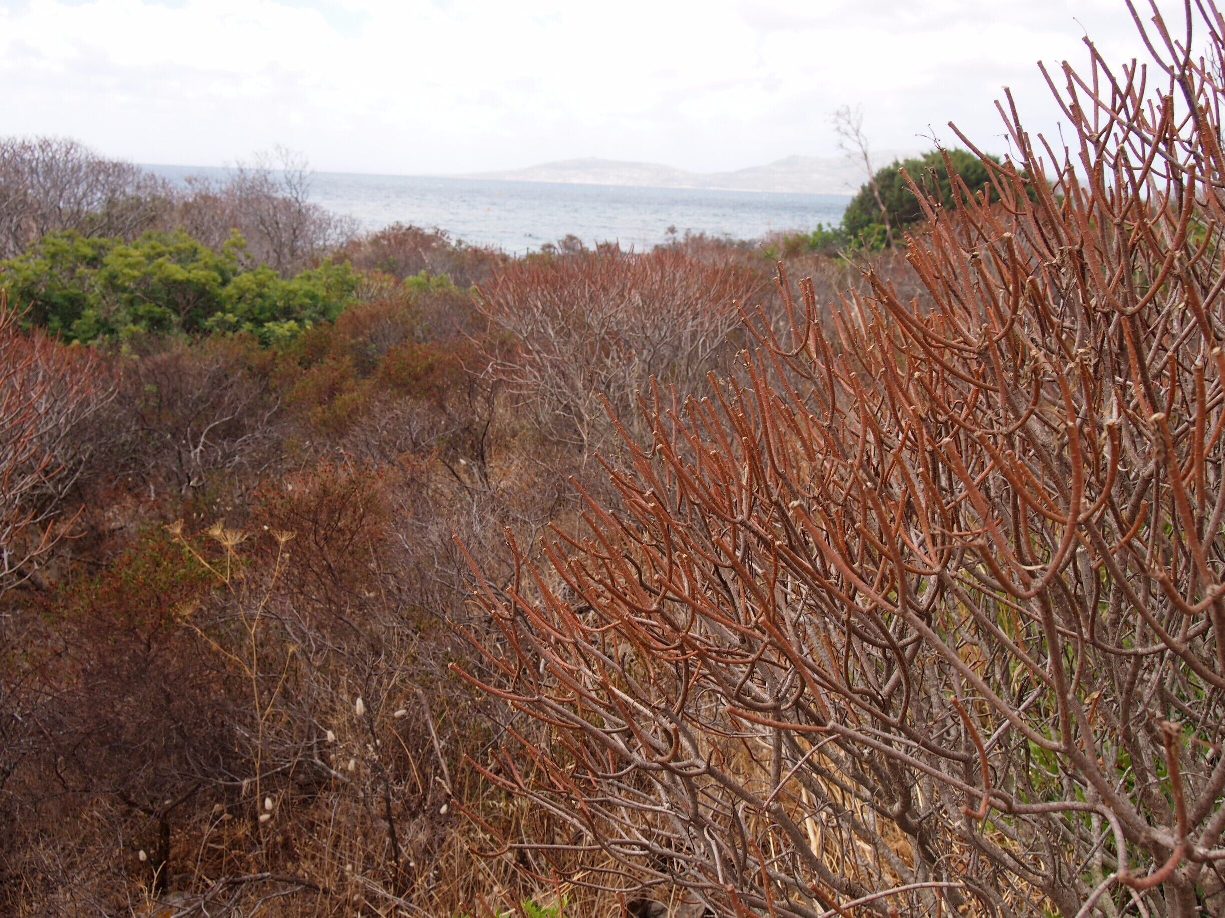 Asinara, literally 'the island of donkeys', was once a prison-island and now it has been converted into one of the most amazing national parks in Italy! Not to mention that there's a turtles rehab centre, and boars everywhere!