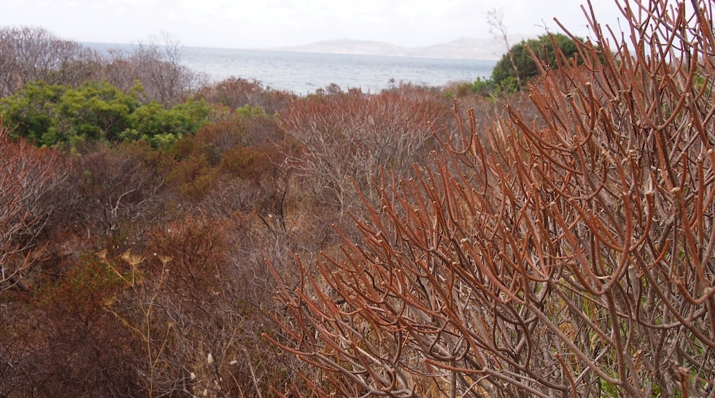 Asinara, literally 'the island of donkeys', was once a prison-island and now it has been converted into one of the most amazing national parks in Italy! Not to mention that there's a turtles rehab centre, and boars everywhere!