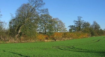 Lyne Burn. The trees and japanese knotweed show the course of a large burn flowing west towards Charlestown. View to NE