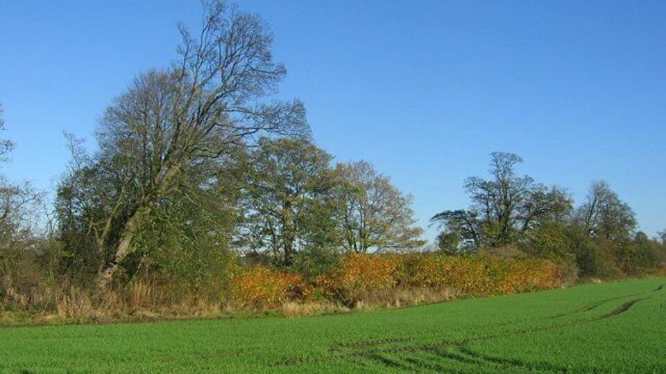 Lyne Burn. The trees and japanese knotweed show the course of a large burn flowing west towards Charlestown. View to NE
