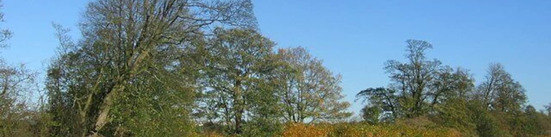Lyne Burn. The trees and japanese knotweed show the course of a large burn flowing west towards Charlestown. View to NE