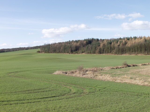 Dean Plantation, from the access path An area of mixed trees, some recent plantings attached to an existing area of woodland.