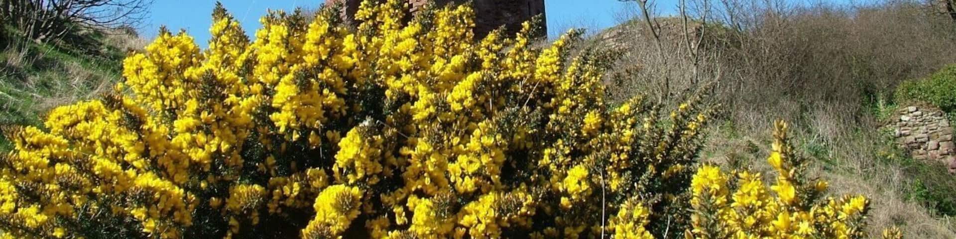 MacDuff Castle; Fife: Scotland