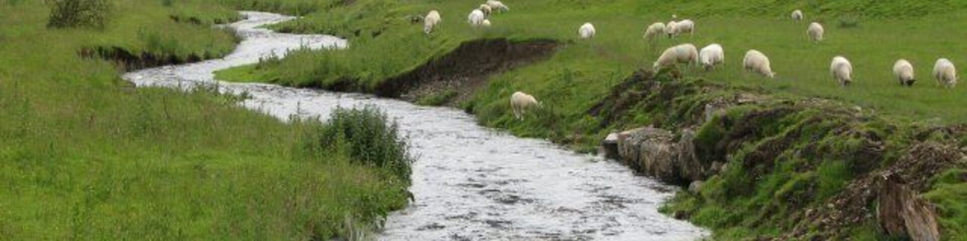 Un río serpentea por un valle verde donde ovejas pastan en la ladera.