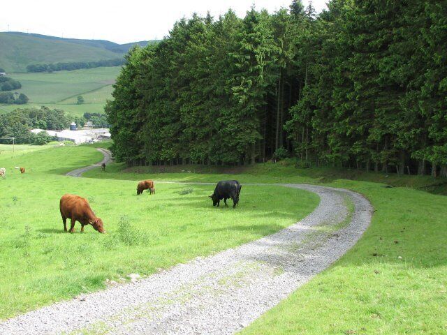 Farm track, Darnhall Mains Track leading downhill to Darnhall Mains farm (visible in the distance).