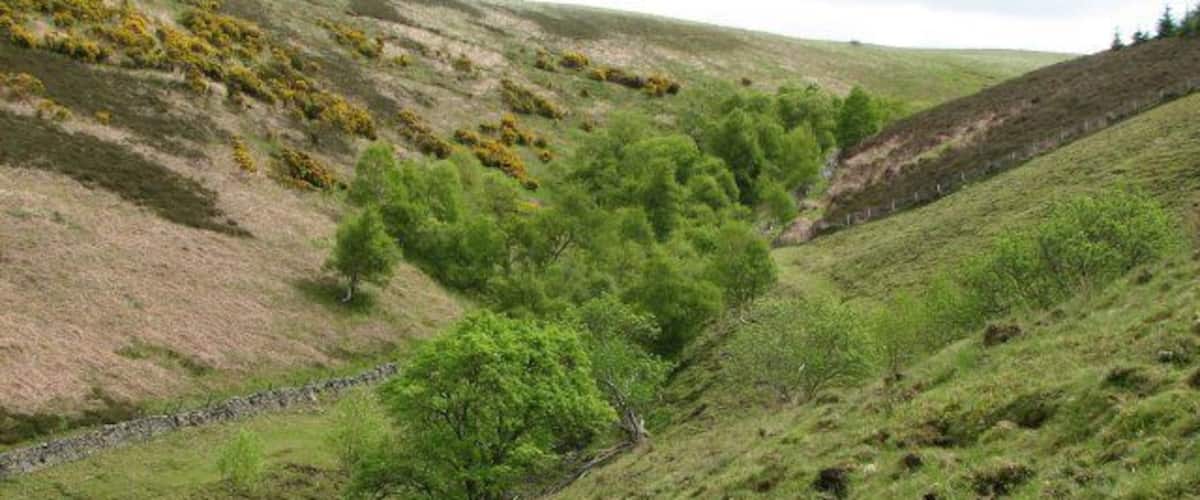 Robber's Cleugh Steeply sided cleuch carrying a small burn to join the Whiteadder River below Roughside Wood.