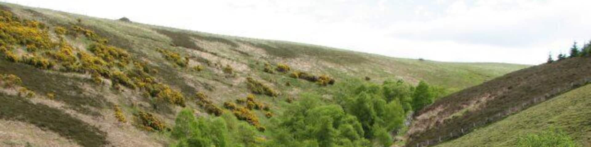 Robber's Cleugh Steeply sided cleuch carrying a small burn to join the Whiteadder River below Roughside Wood.