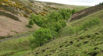 Robber's Cleugh Steeply sided cleuch carrying a small burn to join the Whiteadder River below Roughside Wood.