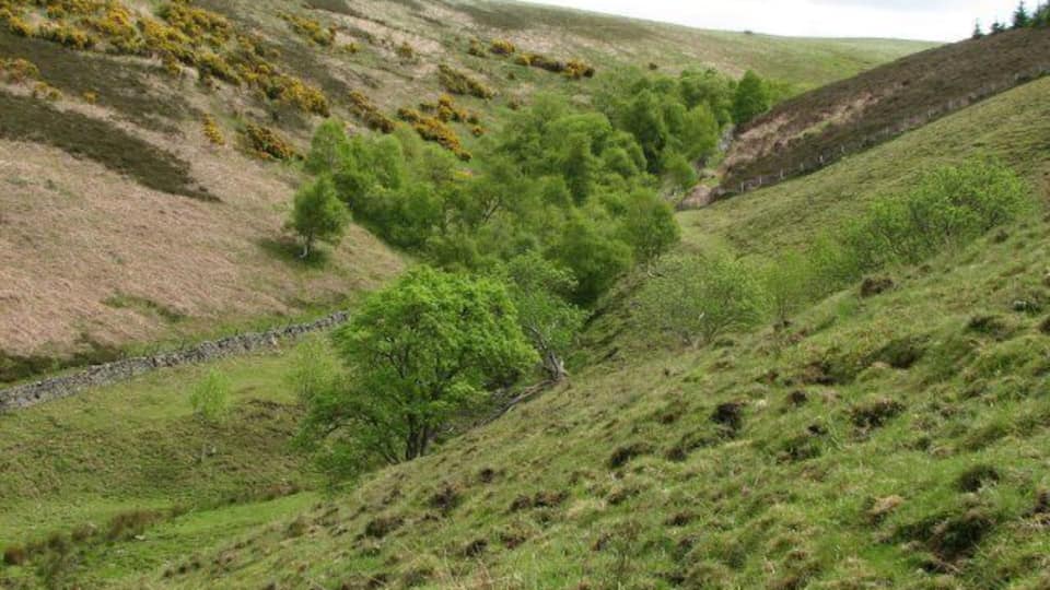 Robber's Cleugh Steeply sided cleuch carrying a small burn to join the Whiteadder River below Roughside Wood.