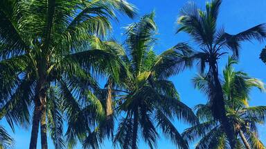 A beach with palm trees and the ocean.