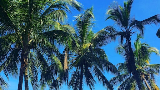 Footpath around Playa Cocles, next to Puerto Viejo. #costarica #endlesssummer #beach
