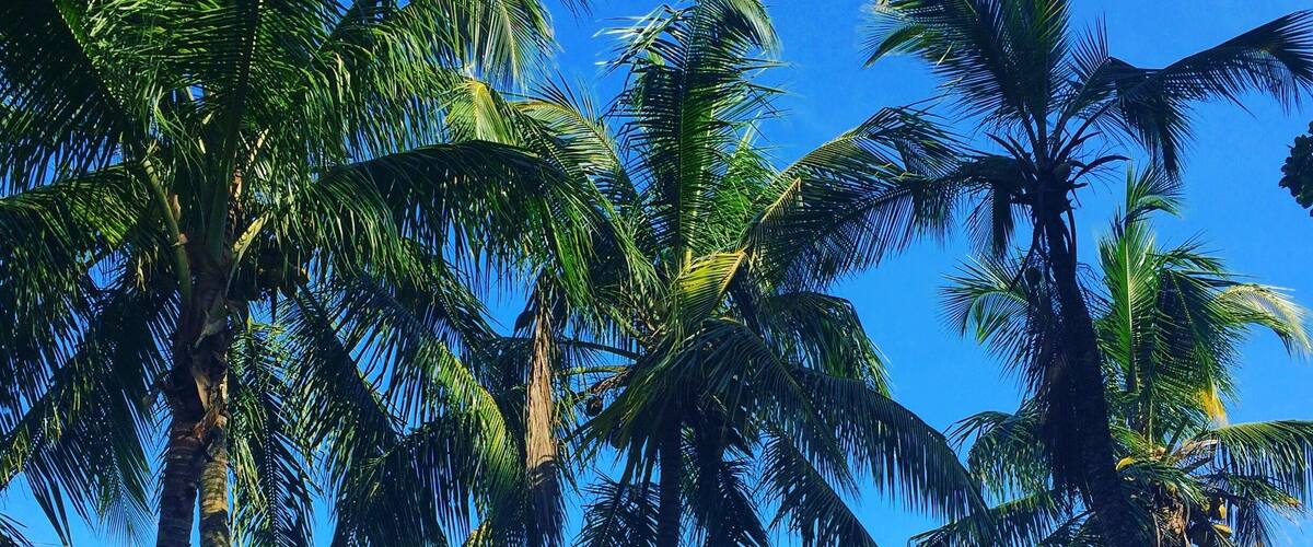A beach with palm trees and the ocean.
