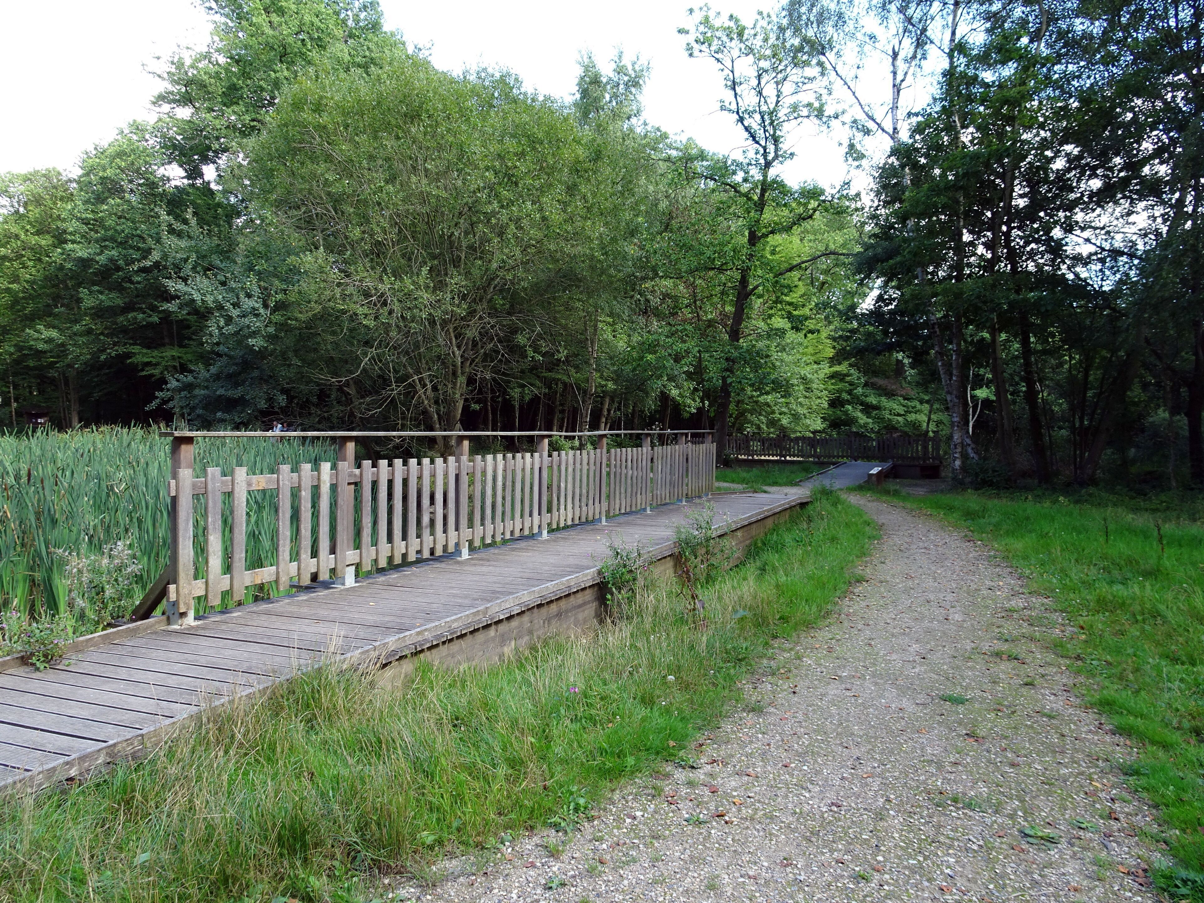 Balade en Forêt de Verrières le 20 août 2017