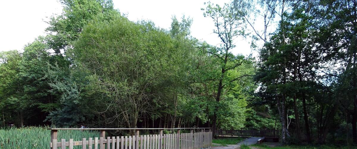 Balade en Forêt de Verrières le 20 août 2017