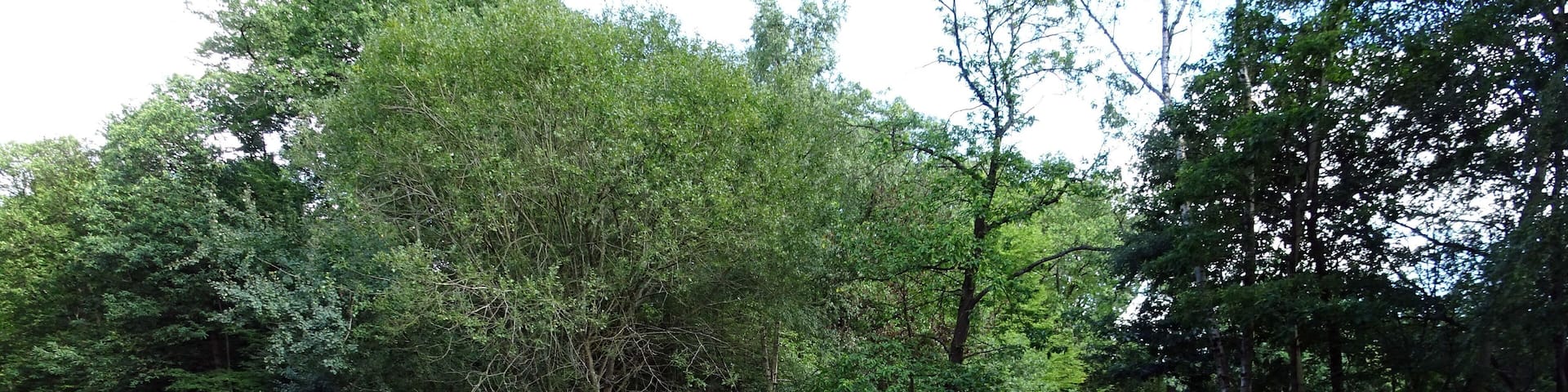 Balade en Forêt de Verrières le 20 août 2017