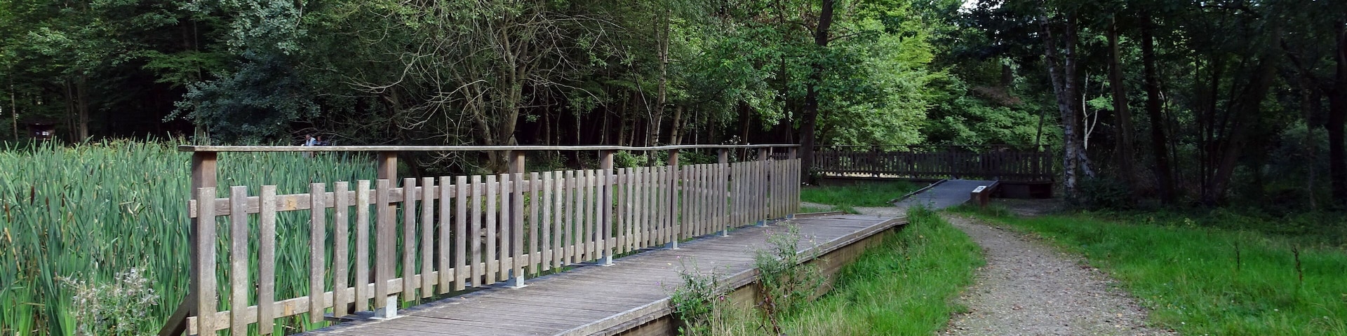 Balade en Forêt de Verrières le 20 août 2017