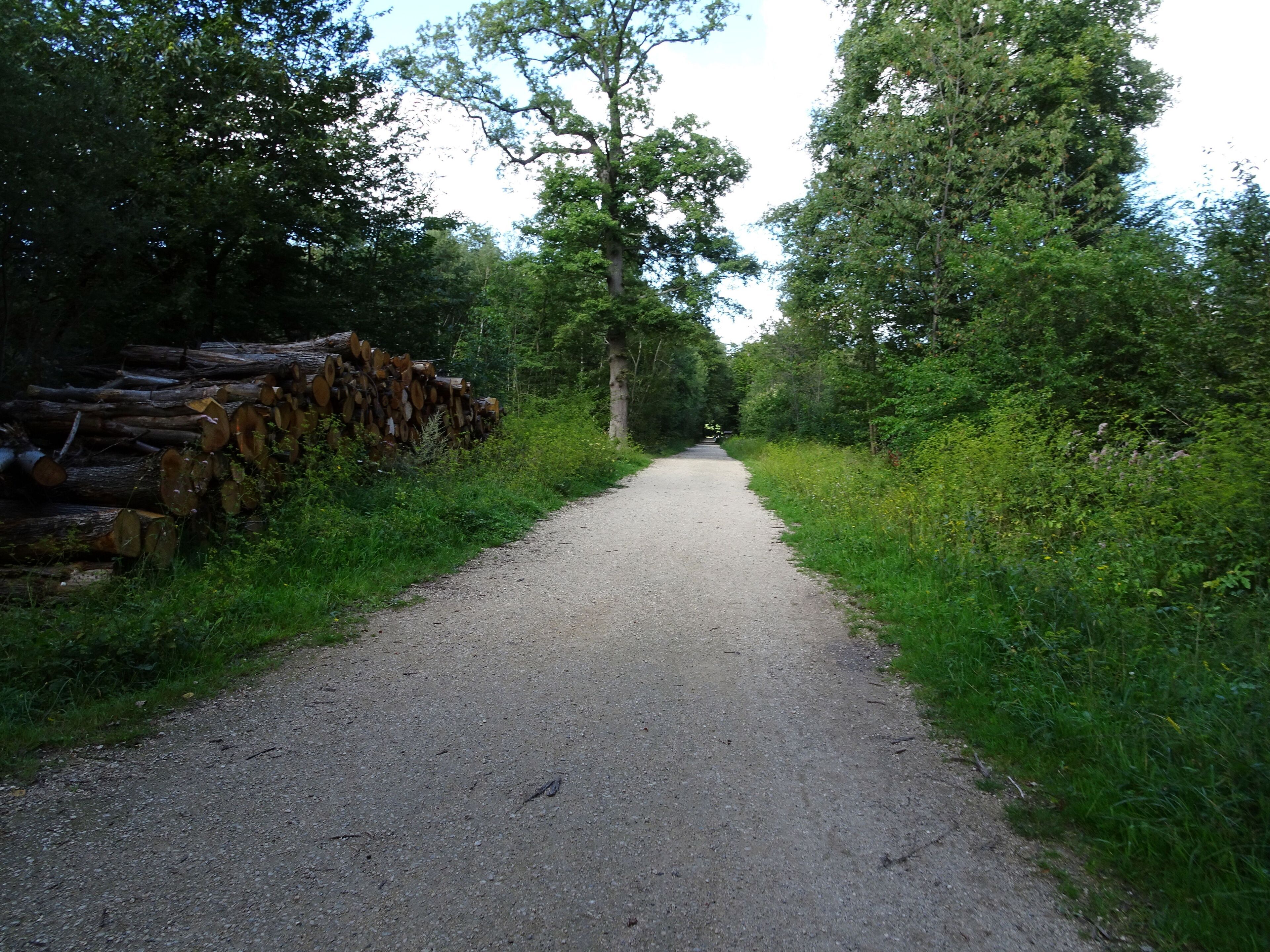 Balade en Forêt de Verrières le 20 août 2017