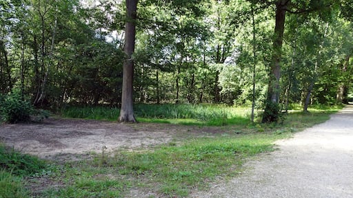 Balade en Forêt de Verrières le 20 août 2017