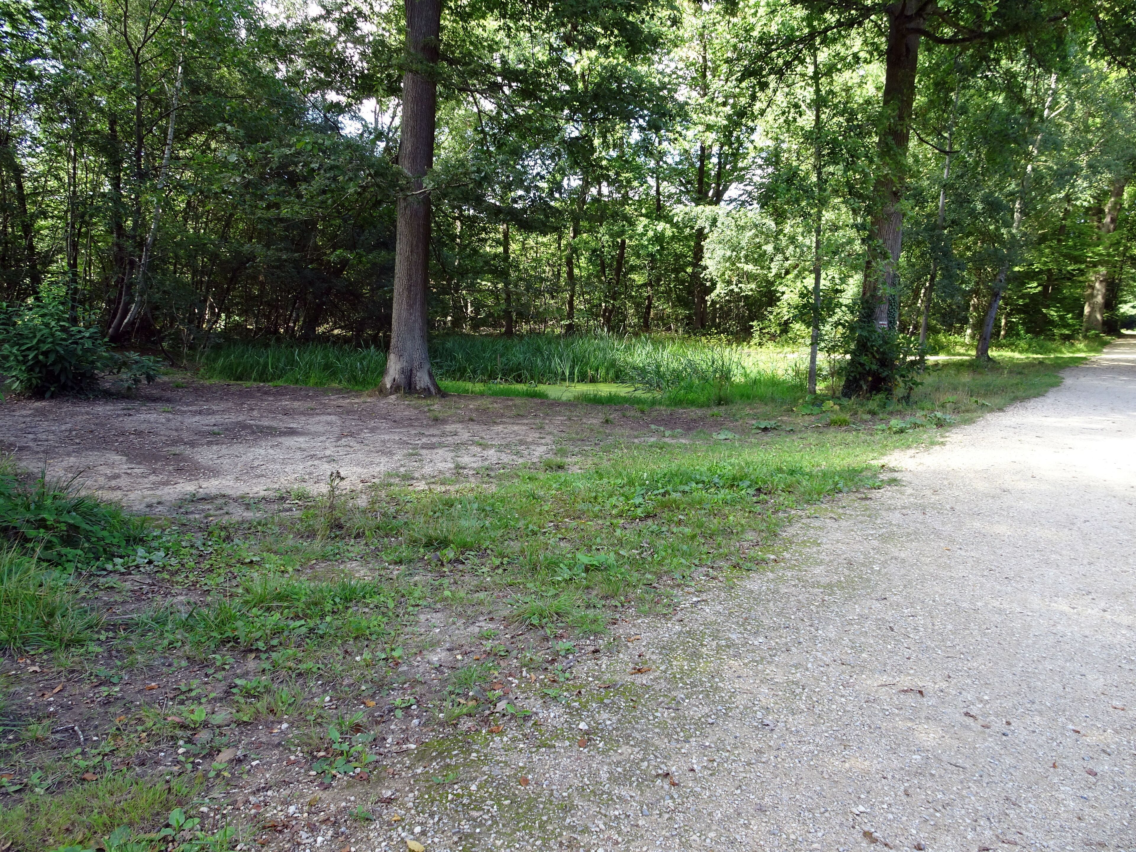 A gravel path in a wooded area with trees and grass.