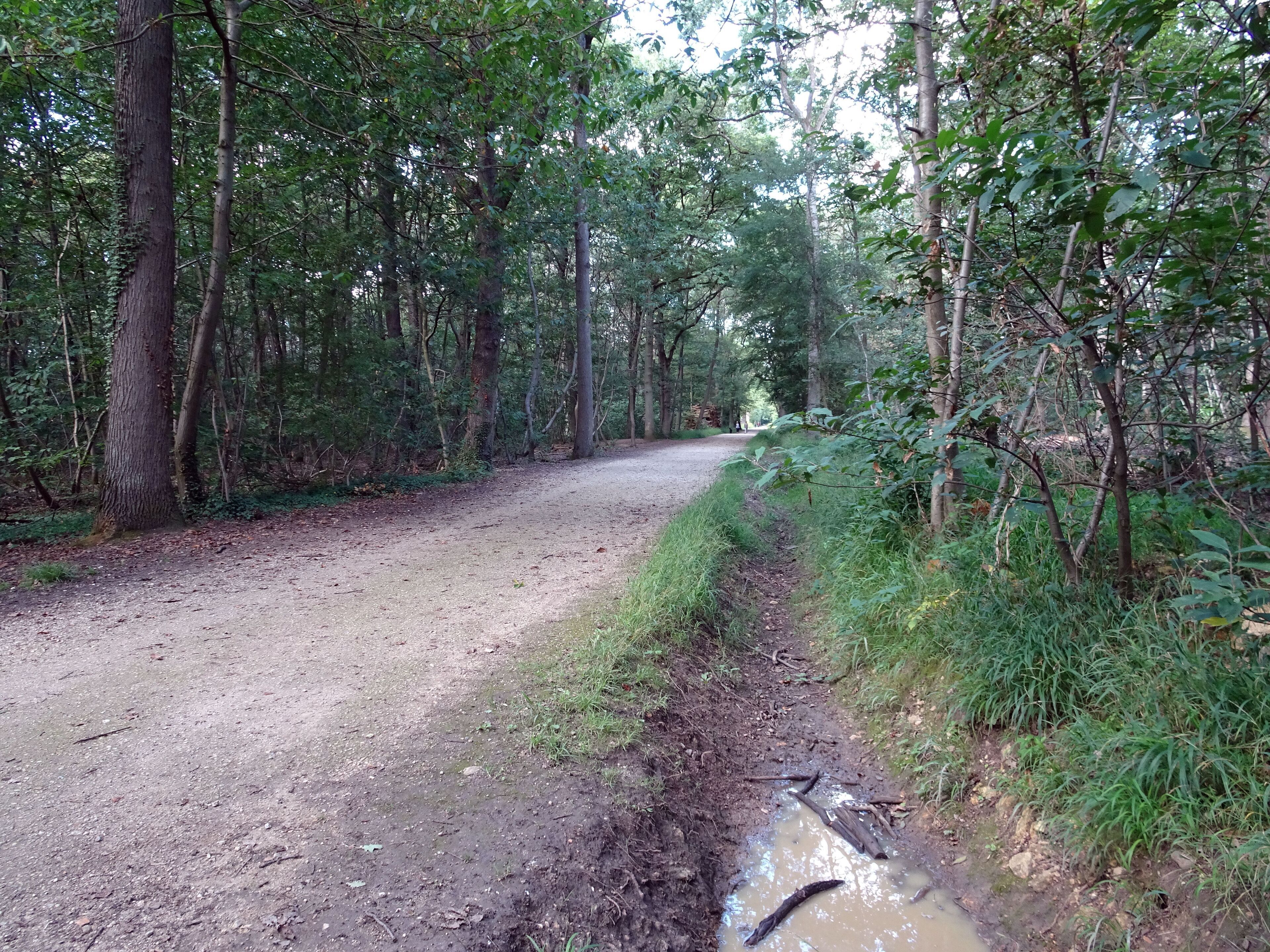 Balade en Forêt de Verrières le 20 août 2017