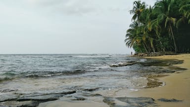 A rocky beach with palm trees and ocean waves.