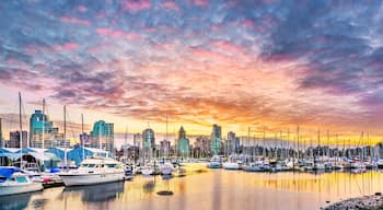 Coal Harbor at Sunset