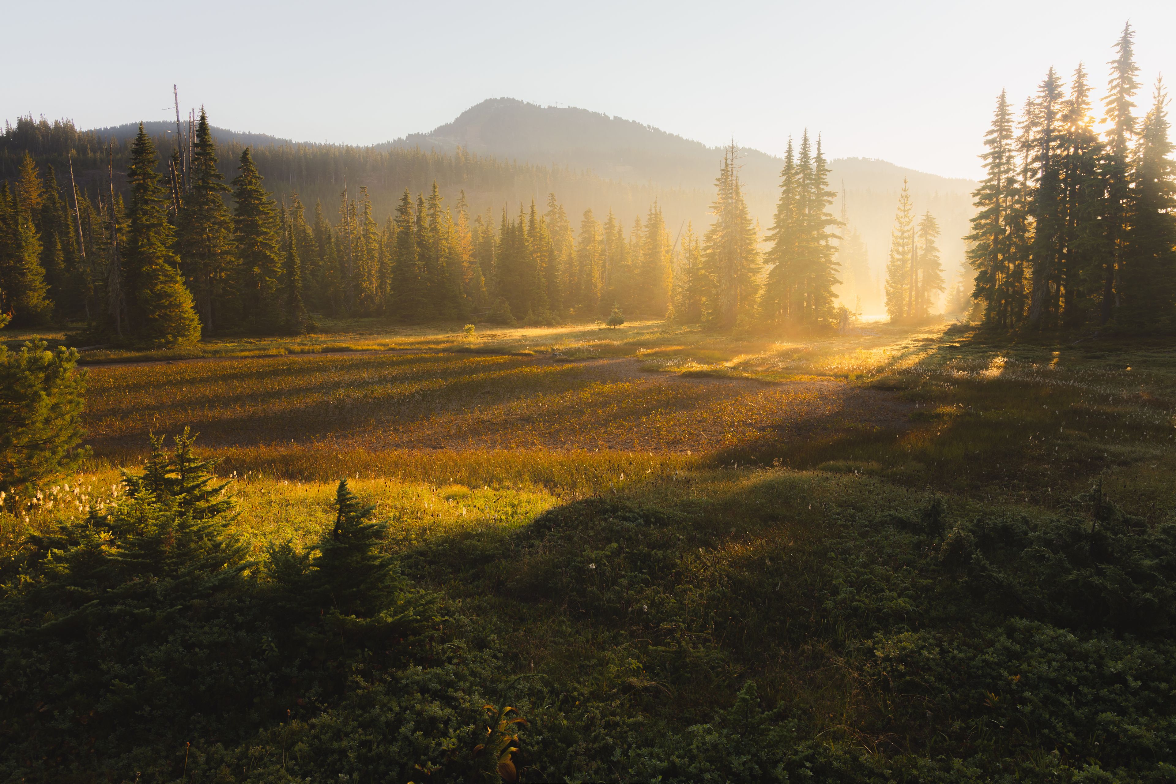 A forested landscape with a mountain in the background.