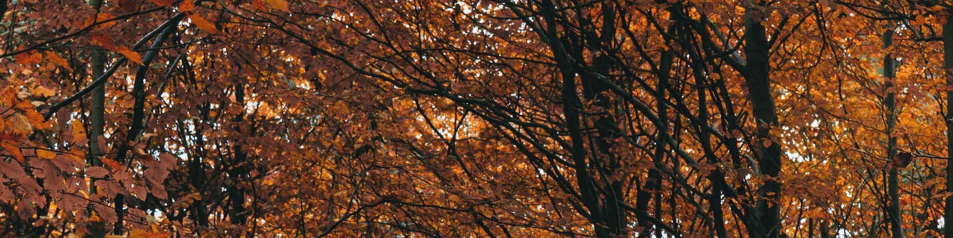 Autumn in Hareskoven, just north of Copenhagen.
#golden